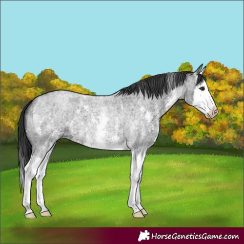 Horse Color:Blue Roan Sabino Splash 