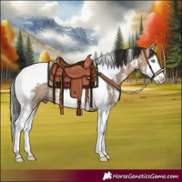 Horse Color:Bay Dun Sabino Splash Tobiano 