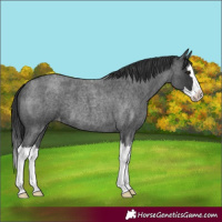 Horse Color:Blue Roan Splash Varnish 