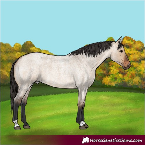 Horse Color:Bay Roan Dun 