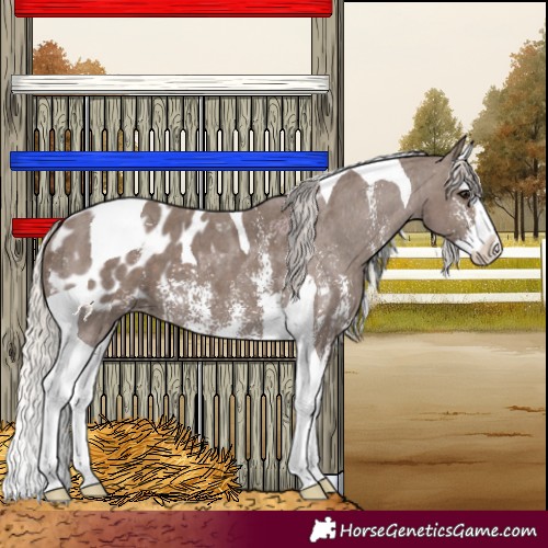 Horse Color:Silver Black Sabino Splash Tobiano Appaloosa 