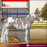 Horse Color:Silver Black Sabino Splash Tobiano Blanket 