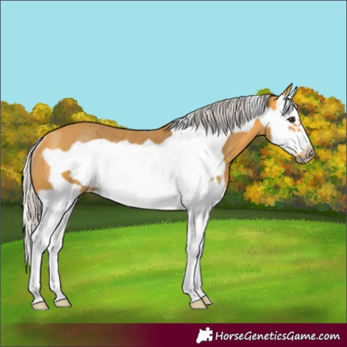 Horse Color:Silver Buckskin Splash Frame Rabicano 
