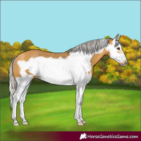 Horse Color:Silver Buckskin Splash Frame Rabicano 