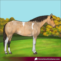 Horse Color:Buckskin Roan Tobiano 