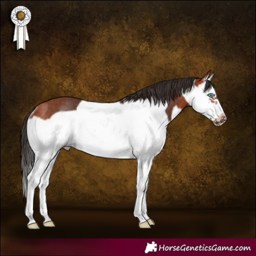 Horse Color:Bay Splash Frame Rabicano 
