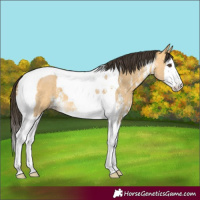 Horse Color:Buckskin Dun Sabino Splash Tobiano 