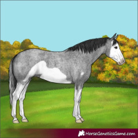Horse Color:Blue Roan Splash Frame 