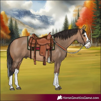 Horse Color:Bay Dun Splash Rabicano