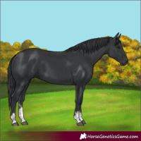 Horse Color:Black Sabino 