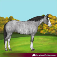 Horse Color:Smoky Blue Roan Sabino Splash