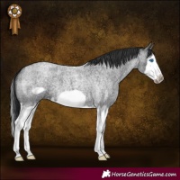 Horse Color:Blue Roan Splash Frame 