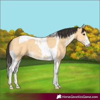 Horse Color:Buckskin Sabino Tobiano