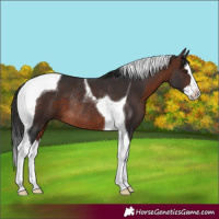 Horse Color:Brown Splash Tobiano Rabicano