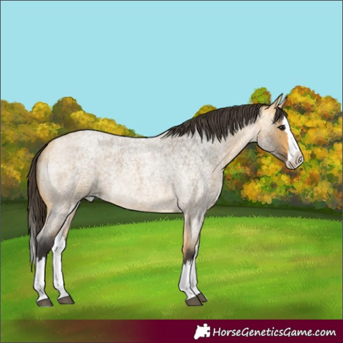 Horse Color:Buckskin Roan Splash Rabicano 