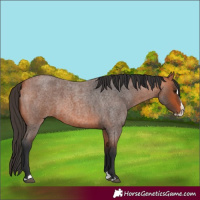 Horse Color:Bay Roan Splash 