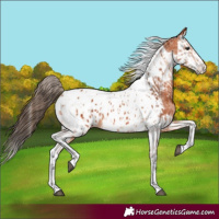 Horse Color:Bay Splash Tobiano Near Leopard  and Bay Splash Tobiano Near Leopard 