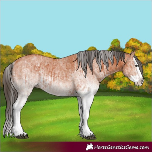 Horse Color:White Spotted Bay Splash and White Spotted Bay Splash Rabicano