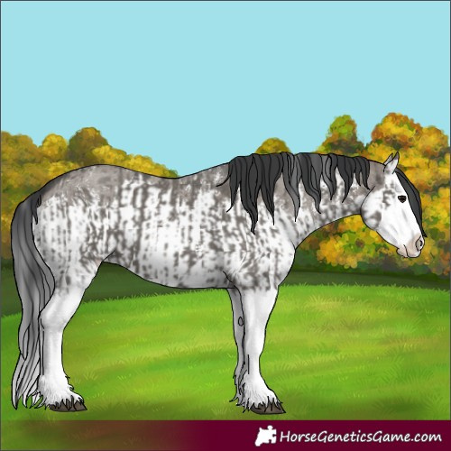Horse Color:Grullo Sabino Splash  and Grullo Sabino Splash 