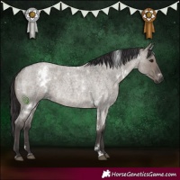 Horse Color:White Spotted Smoky Grullo Roan Rabicano