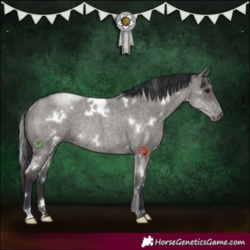 Horse Color:White Spotted Grullo Roan Rabicano 