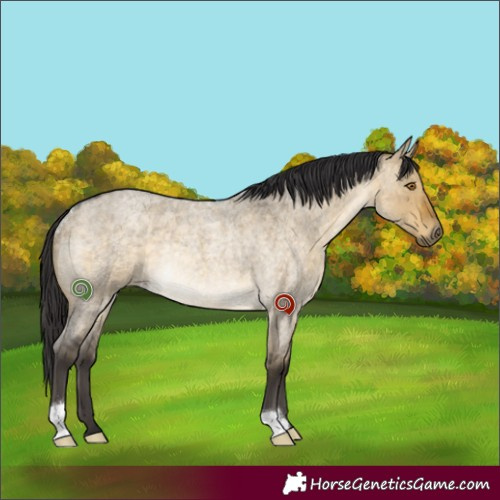 Horse Color:Buckskin Roan Dun Rabicano 