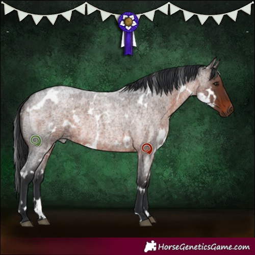 Horse Color:White Spotted Brown Roan Rabicano 