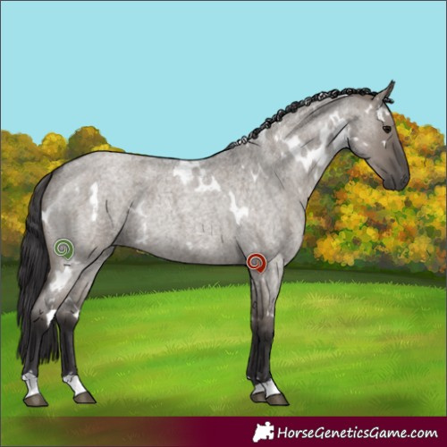 Horse Color:White Spotted Smoky Grullo Roan Rabicano
