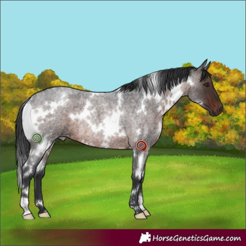 Horse Color:White Spotted Brown Roan Rabicano 