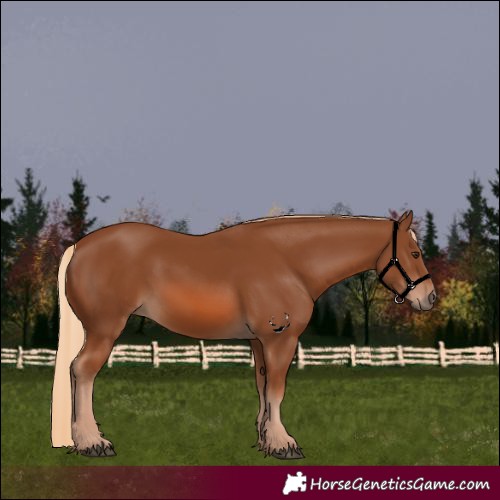 Horse Color:Chestnut 