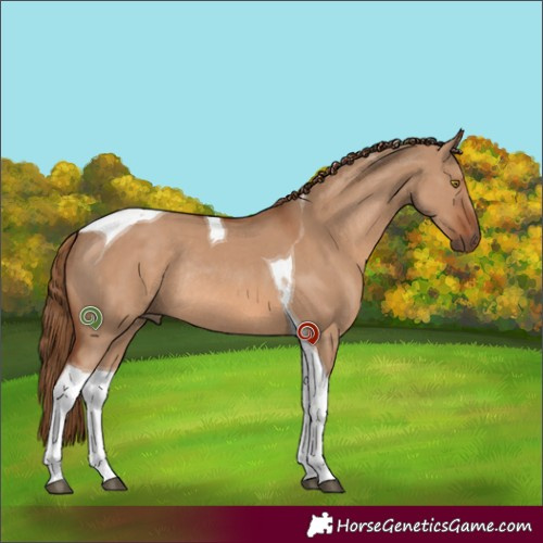 Horse Color:Red Dun Tobiano Rabicano