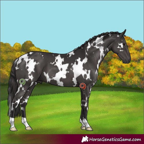 Horse Color:White Spotted Smoky Black