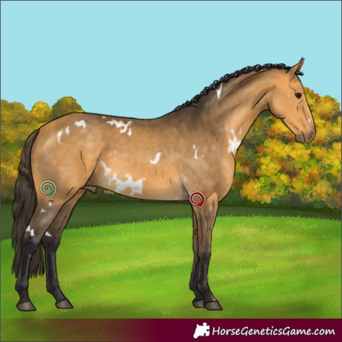 Horse Color:White Spotted Buckskin Rabicano 