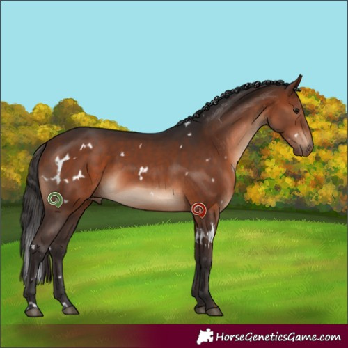 Horse Color:White Spotted Bay 