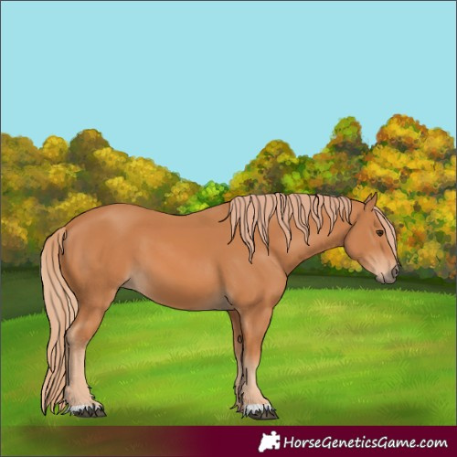 Horse Color:Chestnut 