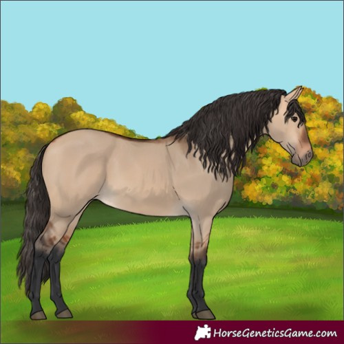 Horse Color:Bay Dun 