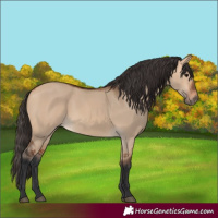 Horse Color:Bay Dun 