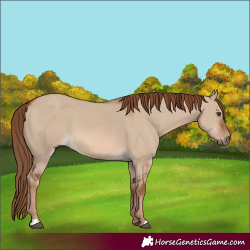 Horse Color:Red Dun 