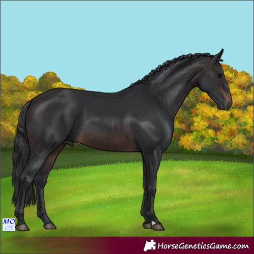Horse Color:Brown 