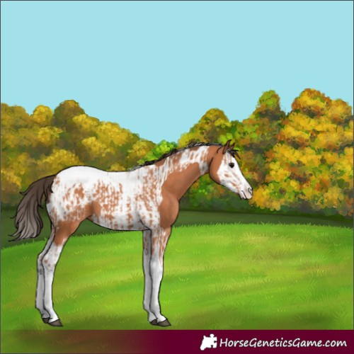 Horse Color:Bay Splash Tobiano Blanket  and Bay Splash Tobiano Blanket 