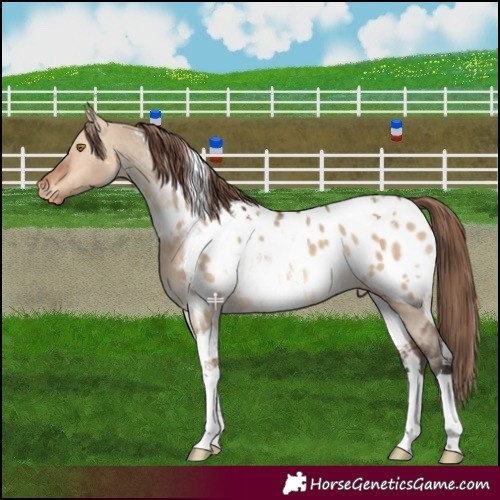 Horse Color:Bay Dun Tobiano 