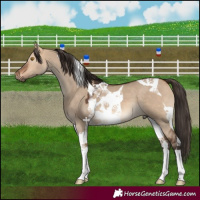 Horse Color:Bay Dun Tobiano