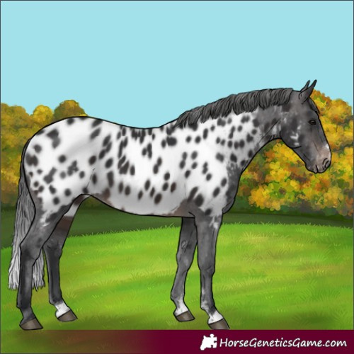 Horse Color:Brown Near Leopard 