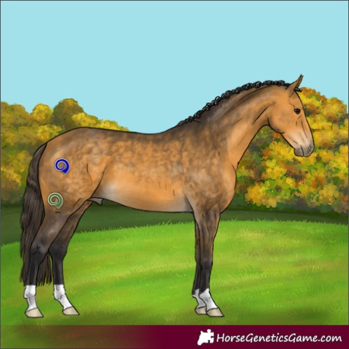 Horse Color:Buckskin 