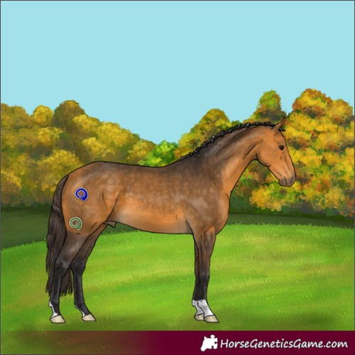 Horse Color:Buckskin 