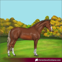 Horse Color:Chestnut 