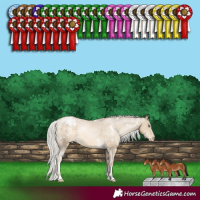 Horse Color:White Spotted Silver Buckskin Pearl Appaloosa 