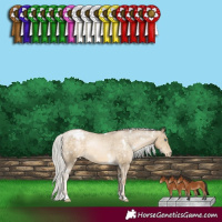 Horse Color:White Spotted Silver Buckskin Pearl Appaloosa 