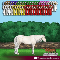 Horse Color:White Spotted Silver Buckskin Pearl Appaloosa 