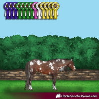 Horse Color:White Spotted Liver Chestnut Appaloosa 